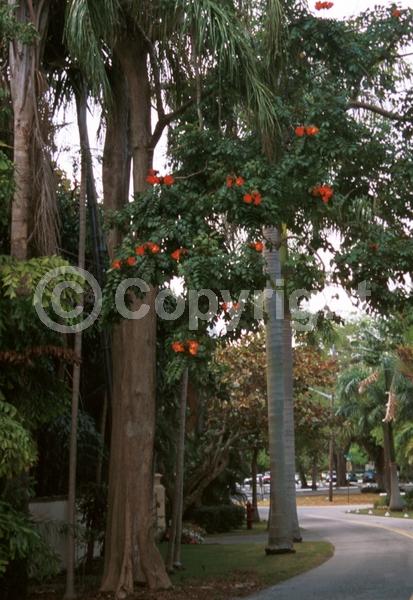 Red blooms; Yellow blooms; Evergreen; Needles or needle-like leaf