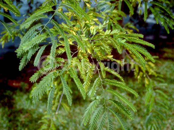 Red blooms; Yellow blooms; Evergreen; Needles or needle-like leaf