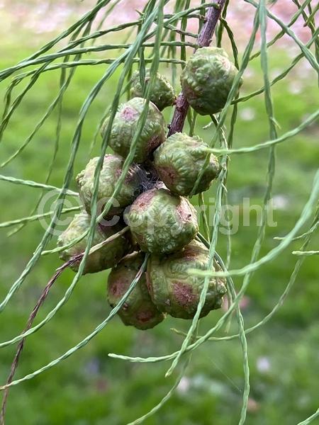 Unknown blooms; Deciduous; North American Native