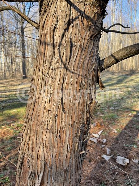 Brown blooms; Deciduous; North American Native