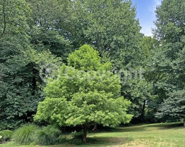 Brown blooms; Deciduous; North American Native