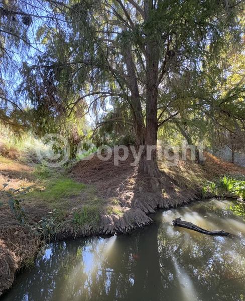 Brown blooms; Deciduous; North American Native