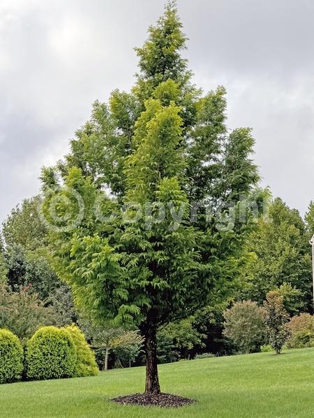 Brown blooms; Deciduous; North American Native