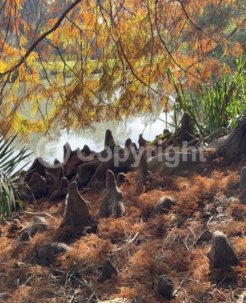 Brown blooms; Deciduous; North American Native