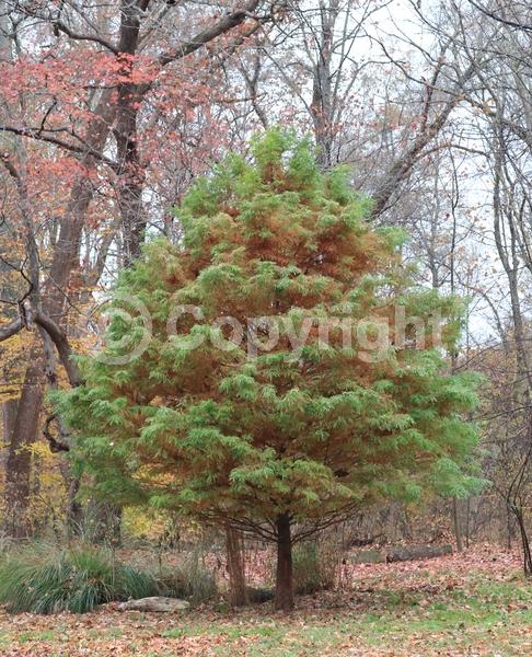 Brown blooms; Deciduous; North American Native
