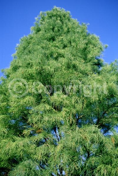 Unknown blooms; Deciduous
