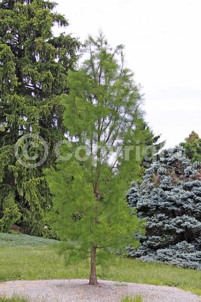 Unknown blooms; Deciduous