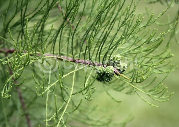 Unknown blooms; Deciduous