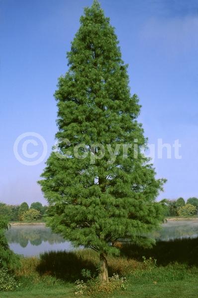 Unknown blooms; Deciduous