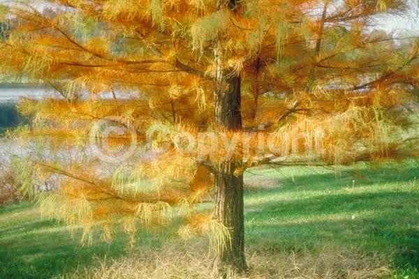 Unknown blooms; Deciduous