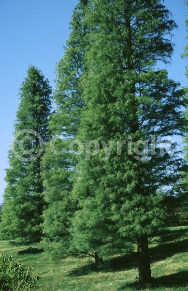 Unknown blooms; Deciduous