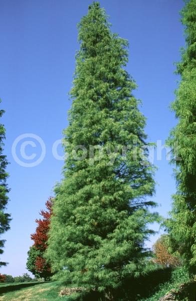 Unknown blooms; Deciduous