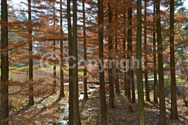 Unknown blooms; Deciduous