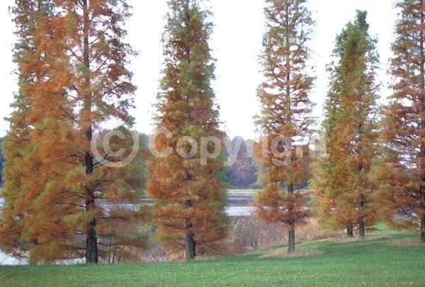Unknown blooms; Deciduous; North American Native