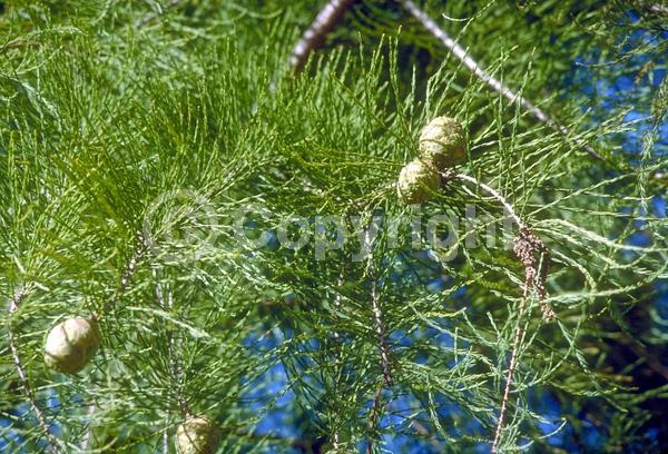 Unknown blooms; Deciduous; North American Native