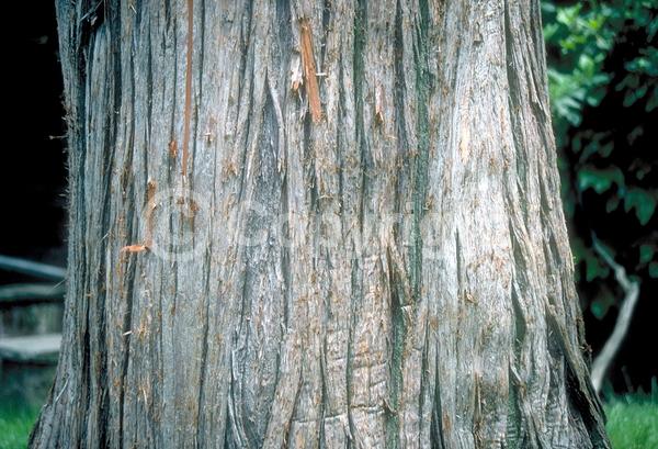 Unknown blooms; Deciduous; North American Native