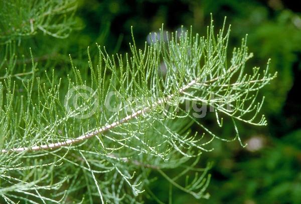 Unknown blooms; Deciduous; North American Native