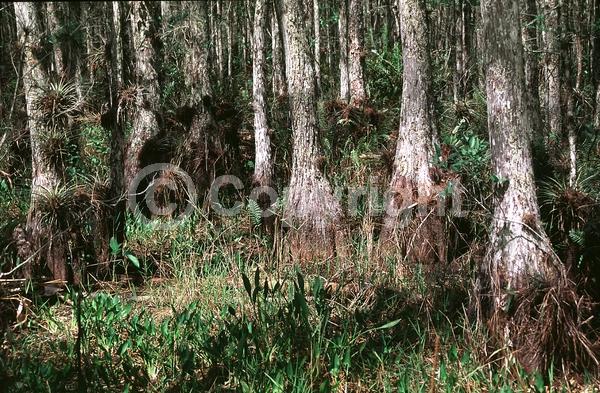 Unknown blooms; Deciduous; North American Native