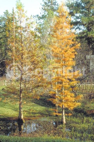 Unknown blooms; Deciduous; North American Native