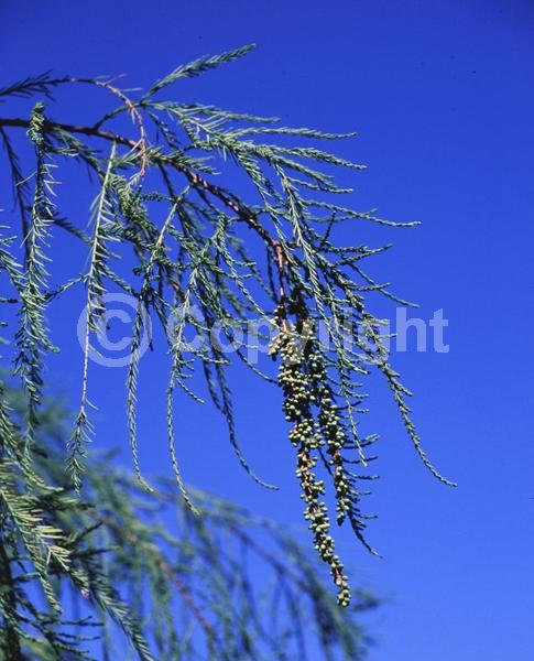 Brown blooms; Deciduous