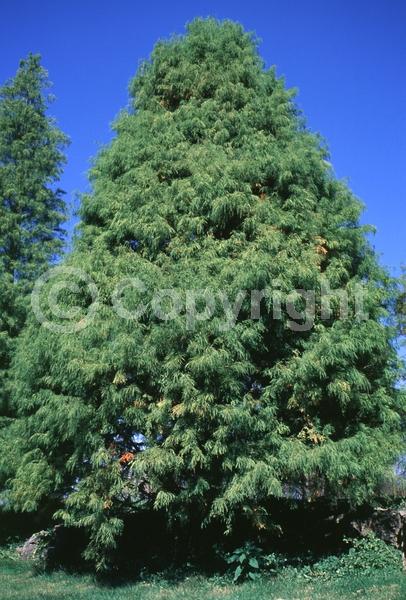 Brown blooms; Deciduous