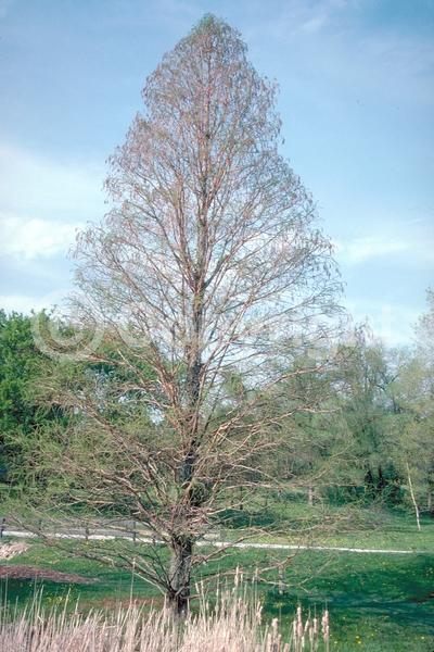 Brown blooms; Deciduous