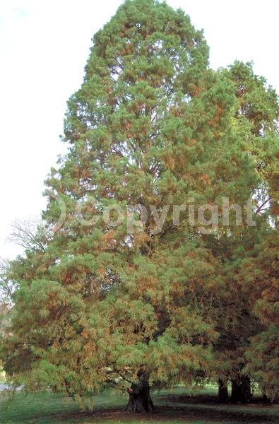 Brown blooms; Deciduous; North American Native