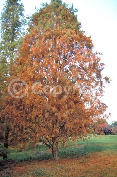 Brown blooms; Deciduous; North American Native