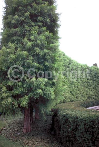 Brown blooms; Deciduous; North American Native