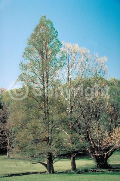 Brown blooms; Deciduous; North American Native