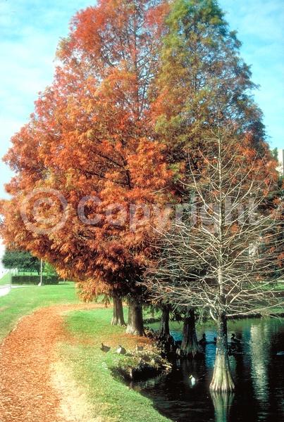 Brown blooms; Deciduous; North American Native