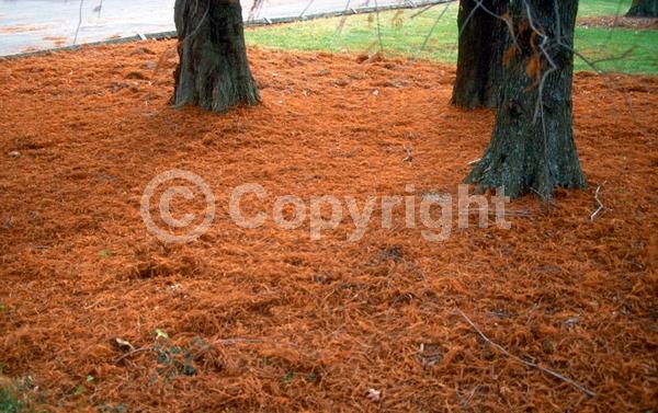 Brown blooms; Deciduous; North American Native
