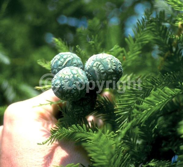 Brown blooms; Deciduous; North American Native