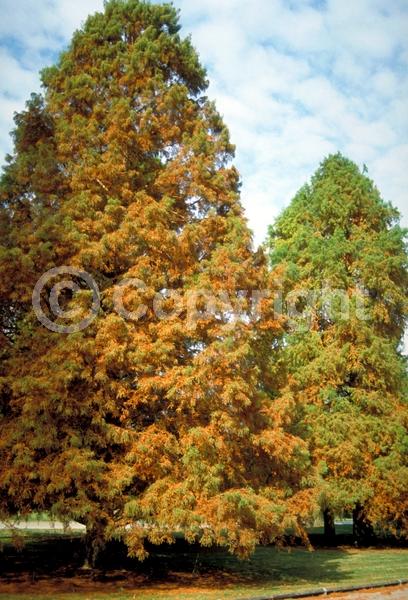 Brown blooms; Deciduous; North American Native