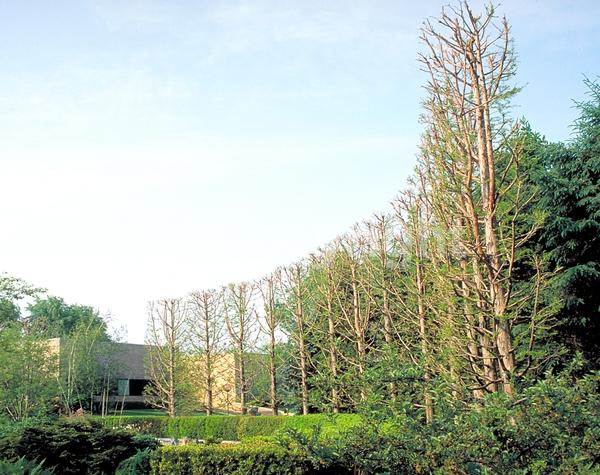 Brown blooms; Deciduous; North American Native