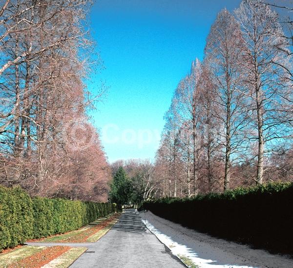 Brown blooms; Deciduous; North American Native