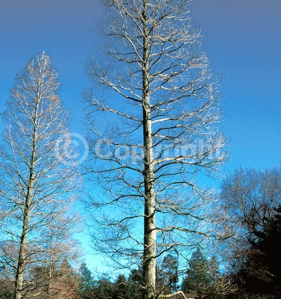 Brown blooms; Deciduous; North American Native