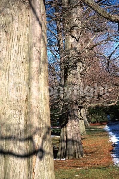 Brown blooms; Deciduous; North American Native