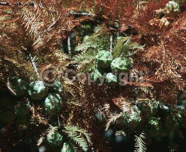 Brown blooms; Deciduous; North American Native
