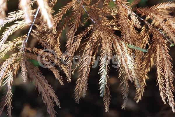Brown blooms; Deciduous; North American Native