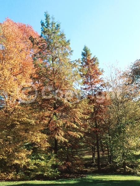 Brown blooms; Deciduous; North American Native