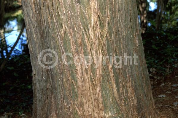 Brown blooms; Deciduous; North American Native