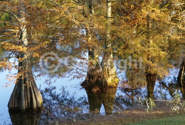Brown blooms; Deciduous; North American Native