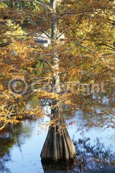 Brown blooms; Deciduous; North American Native