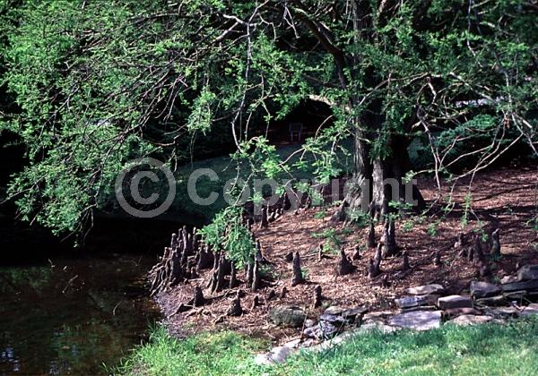 Brown blooms; Deciduous; North American Native