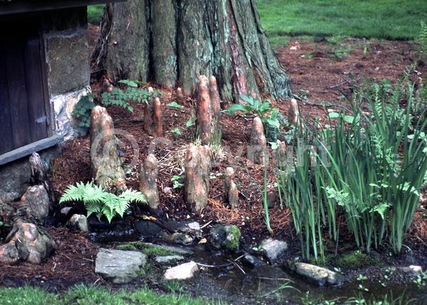 Brown blooms; Deciduous; North American Native