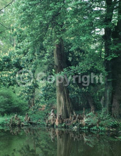 Brown blooms; Deciduous; North American Native
