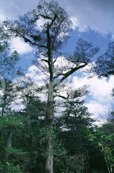 Brown blooms; Deciduous; North American Native