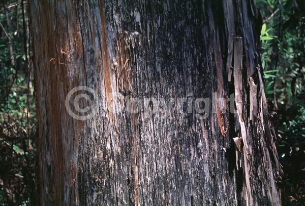 Brown blooms; Deciduous; North American Native
