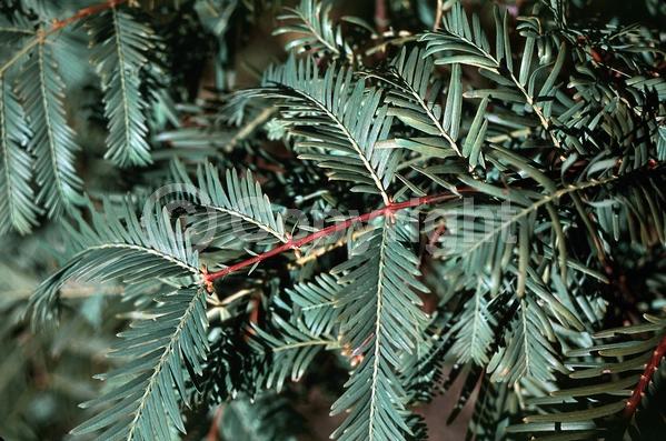 Brown blooms; Deciduous; North American Native